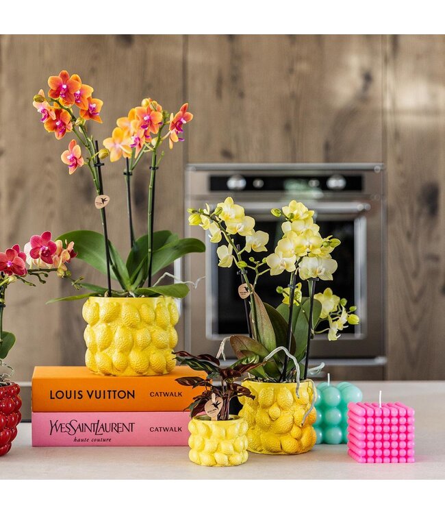 Kolibri Company Kolibri Home | Combi deal - Citrus bloempot - gele cementen sierpot