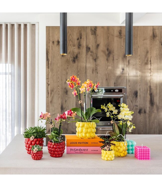 Kolibri Company Kolibri Home | Combi deal - Citrus bloempot - gele cementen sierpot