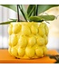 Kolibri Company Kolibri Home | Combi deal - Citrus bloempot - gele cementen sierpot