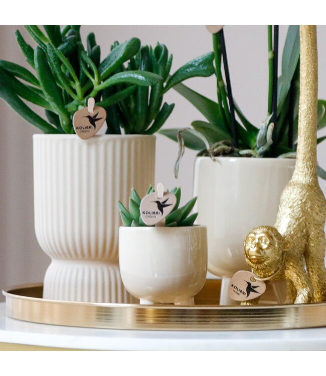 Kolibri Company Kolibri Home | Combi deal - Gummy travertine potten
