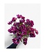 QMF Trading 3D real touch chrysanthemum purple | Zijden kunstbloem | Lengte 52cm  1pcs