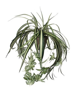 Mica Decorations Chlorophytum Kunstplant in Bloempot Stan - H45 x Ø45 cm - Groen