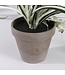 Mica Decorations Chlorophytum Kunstplant in Bloempot Stan - H45 x Ø45 cm - Groen