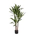 Mica Decorations Dracaena Kunstplant - H100 x Ø70 cm
