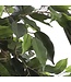 Mica Decorations Ficus Kunstplant - H110 x Ø65 cm - Groen