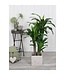Mica Decorations Dracaena Kunstplant - H110 x Ø60 cm