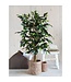 Mica Decorations Ficus Kunstplant - H110 x Ø65 cm - Groen