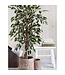 Mica Decorations Ficus Kunstplant - H110 x Ø70 cm - Groen Bont