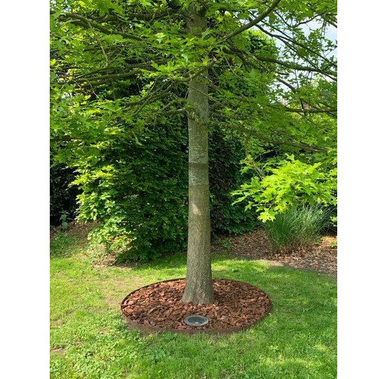 Boomring cortenstaal 50 cm diameter x 20 cm hoog, 1 mm dik