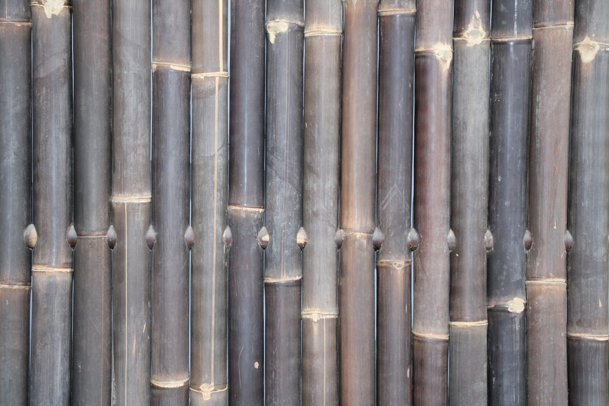 Bamboepalen scherm/schutting 180x180 cm - zwart extra