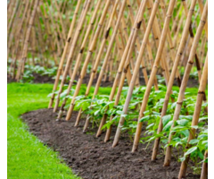 Tonkinstokken verschillende maten