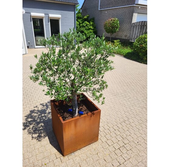 Vierkante Plantenbak 400x400x400 mm – Cortenstaal | Eenvoudige Montage