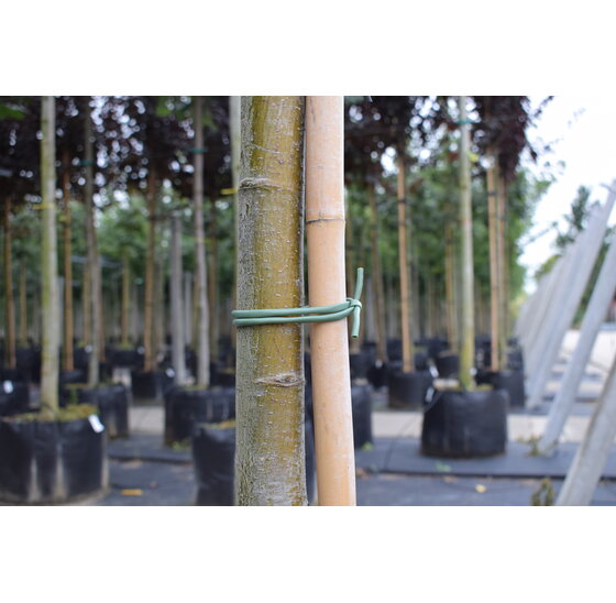 Biologisch afbreekbare bindbuis 4 mm, 100 meter voor planten