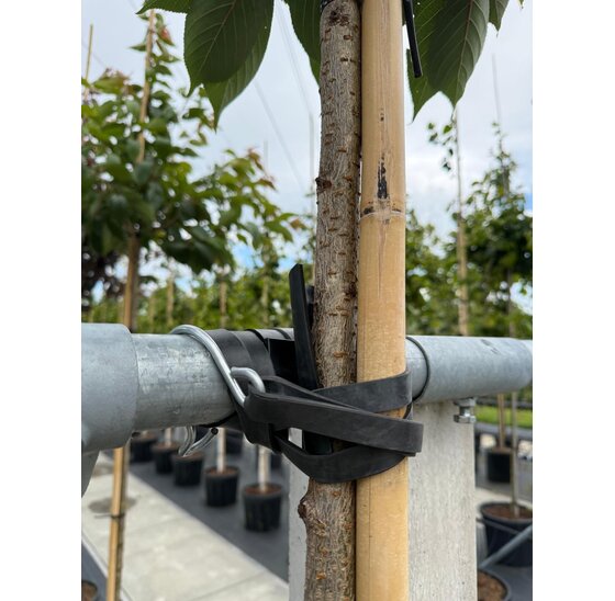 oester-openmes 25 cm met s-haak ostrei-fix