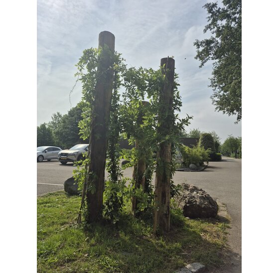 Kastanjepalen Gepunt Ø 16–18 cm – 250 of 300 cm