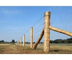 Robiniapaal geschild Ø 14–16 x 300 cm