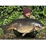 Mainline Bouillettes ISO pour poissons en promo - 20KG