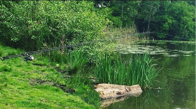 Pêche à la carpe Winschoten | Parc municipal de Winschoten