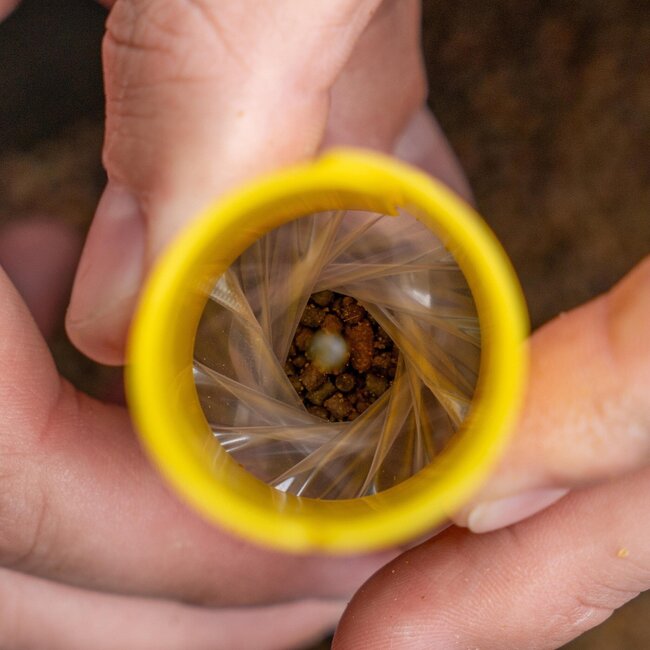 Avid Carp Transfert solide - Système de sacs