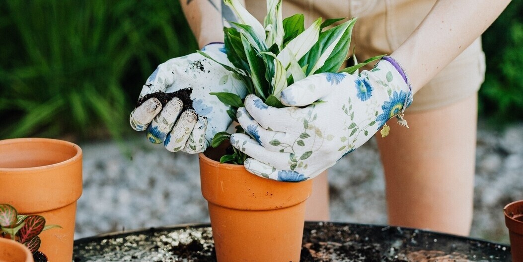 9 tips: Waarom  koffiedik geweldig is voor je tuin!