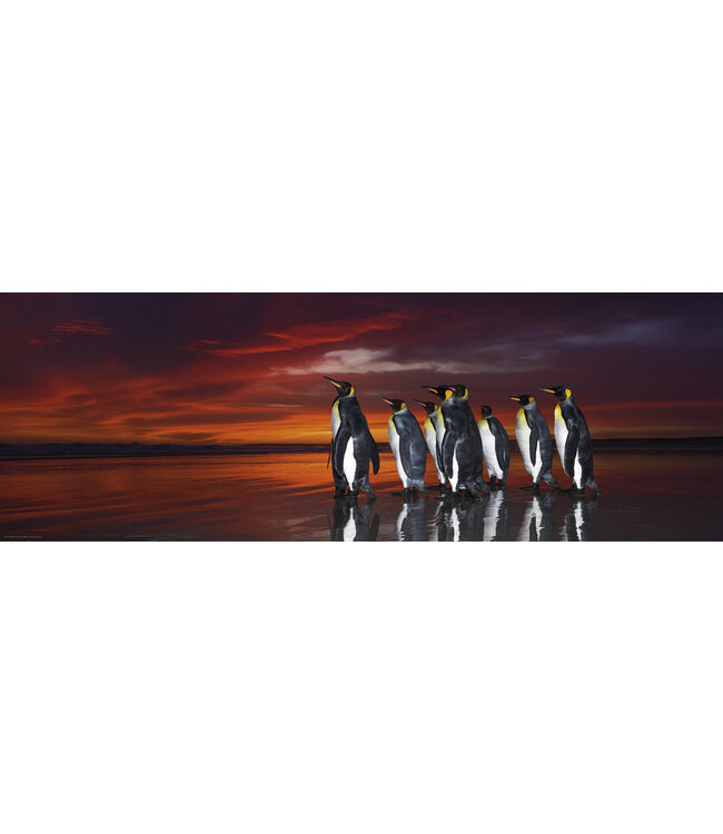 Heye Puzzle: King Penguins (Edition: Alexander von Humboldt) (1000 Pieces)