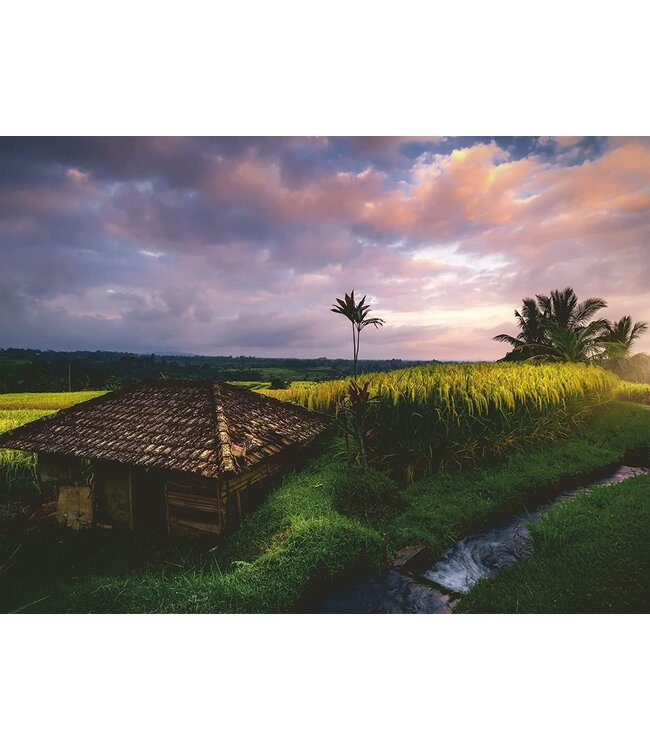 Rijstvelden in Bali (500 Stukjes)