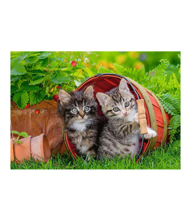 Katzen auf Entdeckungsreise (2x12 Teile)