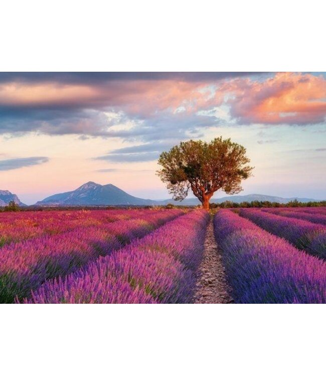 Lavendel Velden (1000 Pieces)