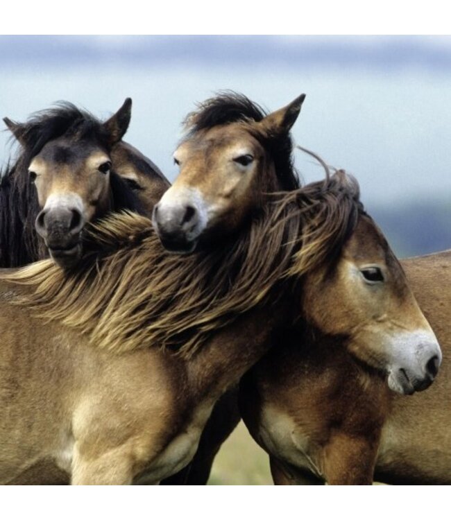 Schattige Pony's (3 x 49 Stukjes)