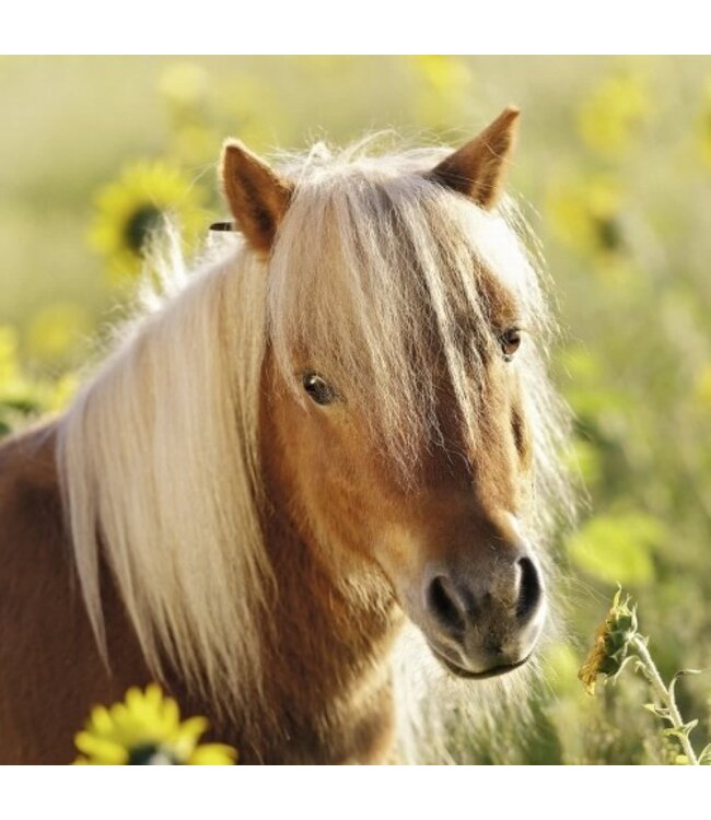Schattige Pony's (3 x 49 Stukjes)