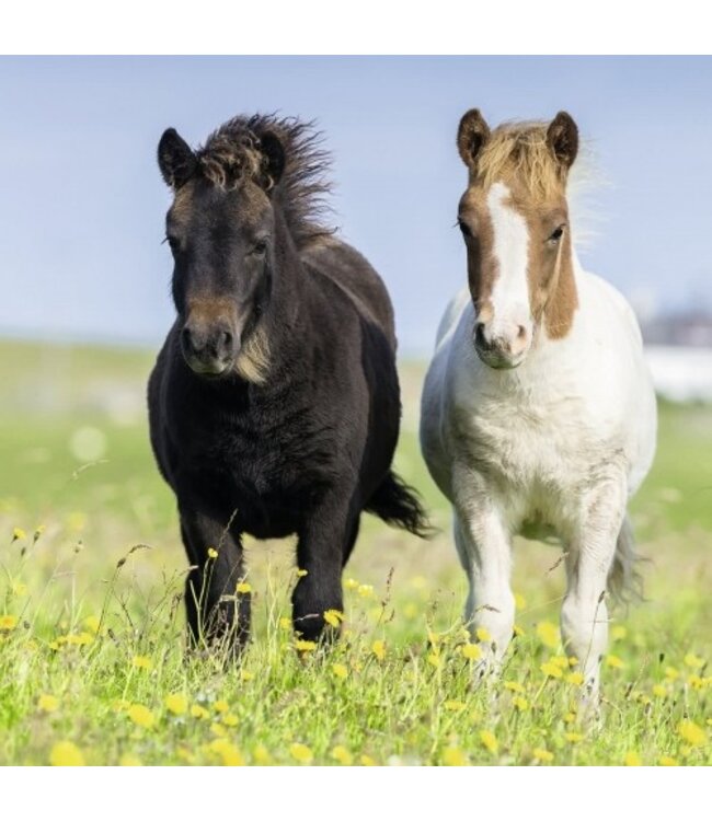 Schattige Pony's (3 x 49 Stukjes)