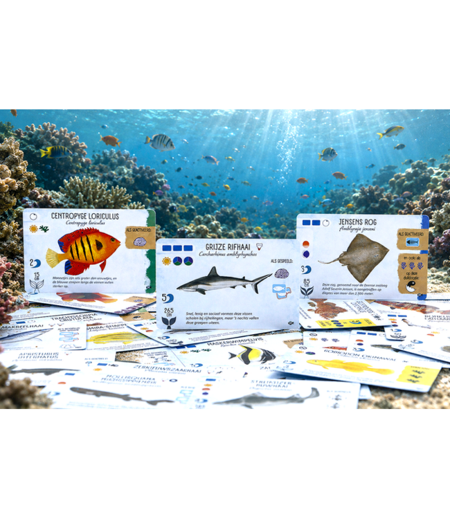 Finspan: Haaien & Riffen (NL) - Brettspiel