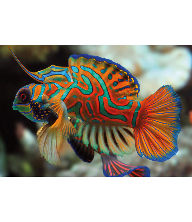 Interdruk: Colourful Nature #11 (250 Teile) - Puzzle