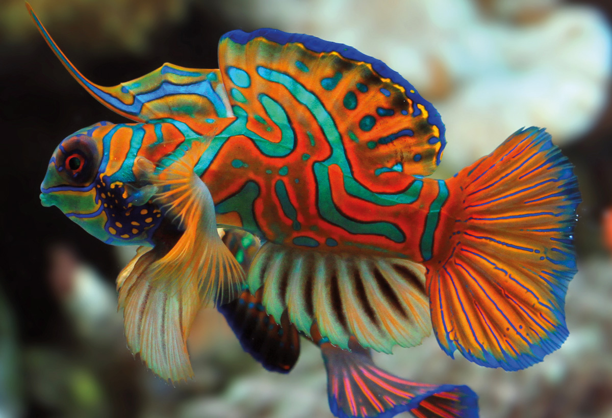 Interdruk Colourful Nature #11 (250 Stukjes)