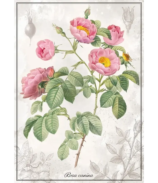Interdruk: Puzzle Botanic: Rose (1000 Teile) - Puzzle