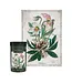Interdruk Puzzle Botanic: Helleborus (1000 Teile)