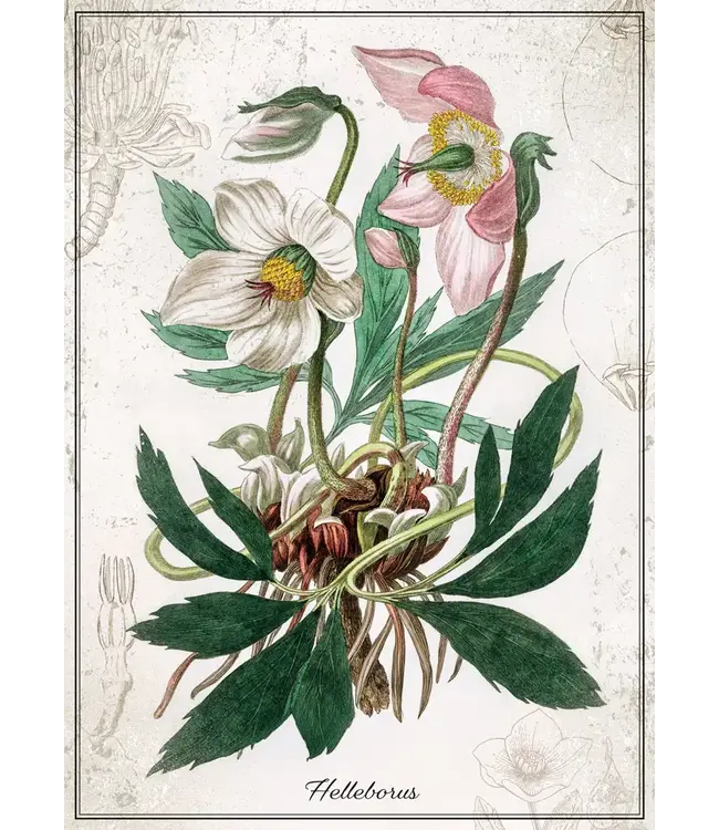 Interdruk: Puzzle Botanic: Helleborus (1000 Teile) - Puzzle