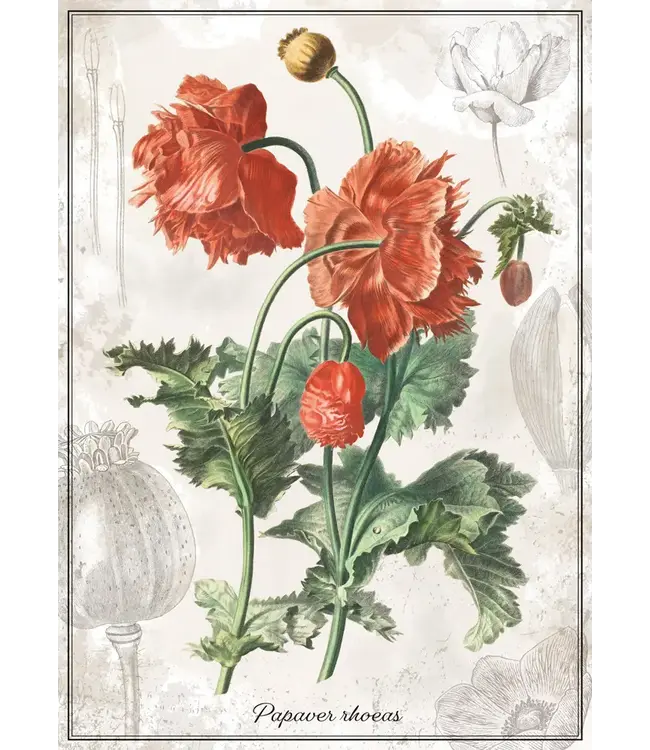 Interdruk: Puzzle Botanic: Poppy (1000 Pieces) - Puzzle