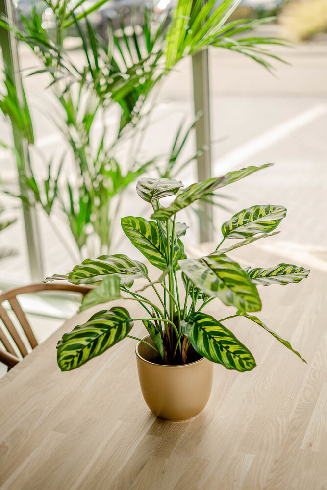 Calathea Pianta Artificiale - Arte Fiore