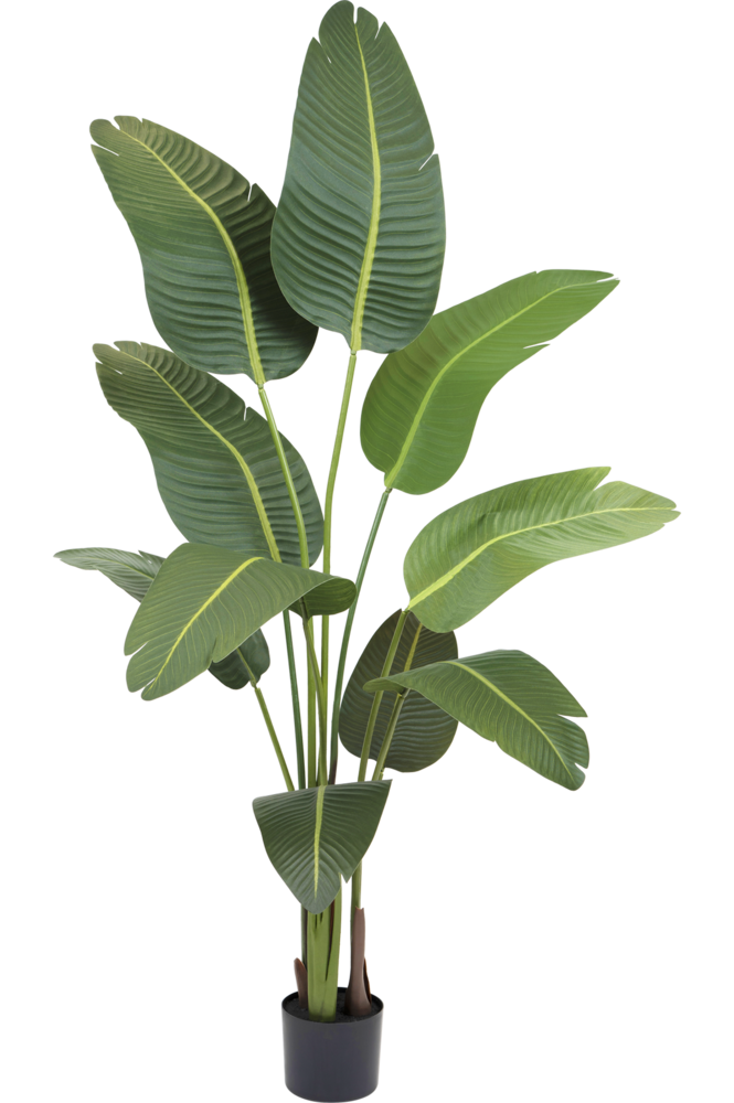 Pianta artificiale Strelitzia 180 cm - Easyplants