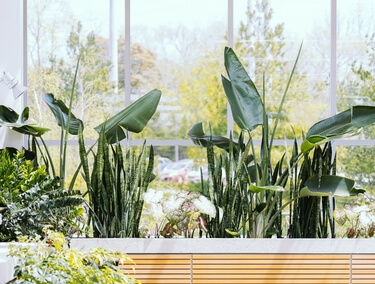Blog de plantas artificiales - Estas son las plantas artificiales grandes  de interior más populares de 2020 - Easyplants