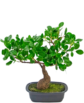 Greenmoods Bonsai artificial de 70 cm en maceta - Greenmoods