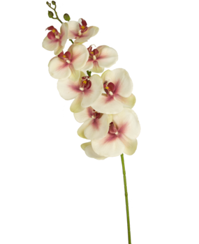 Orquídea Artística en diferentes colores en - Easyplants