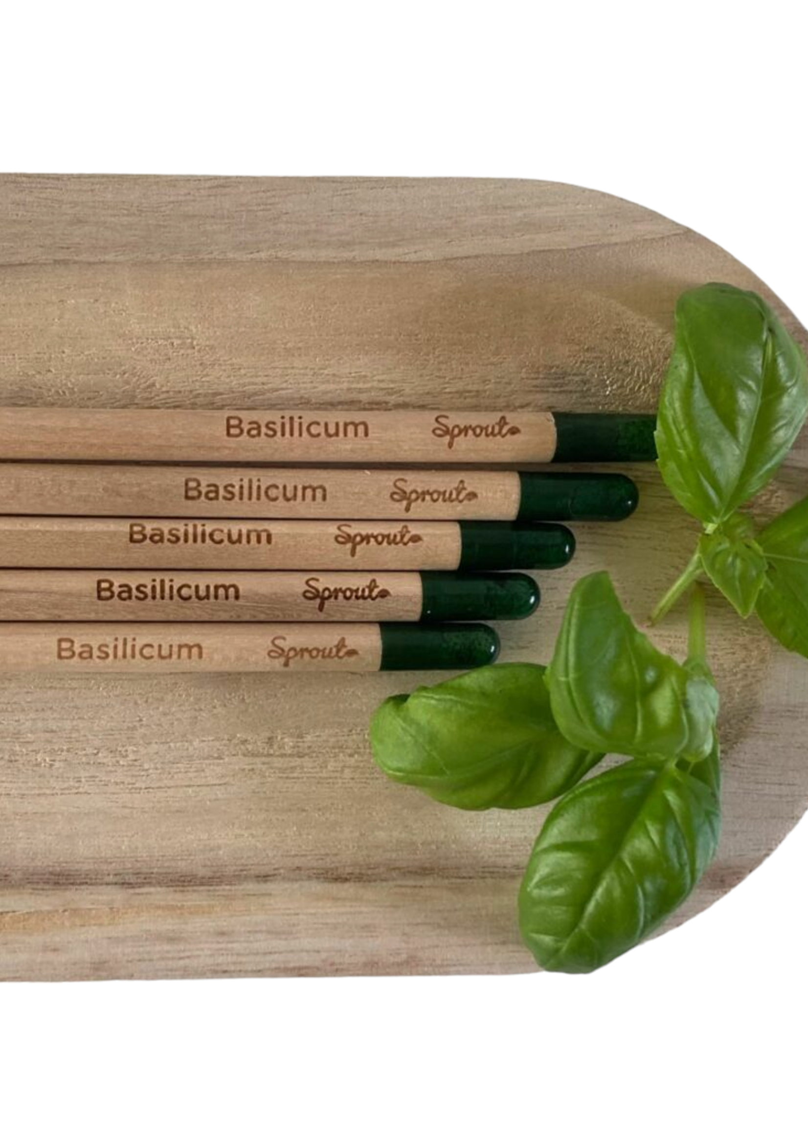 Bloom Bloeipotlood Basilicum