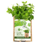 SuperWaste Let it grow Hangtuintje munt - India