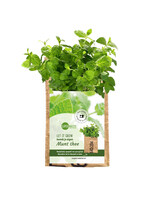 SuperWaste Let it grow Hangtuintje munt - India