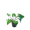 Kidsdepot KidsDepot Plant zebrina, vilten decoratie plant