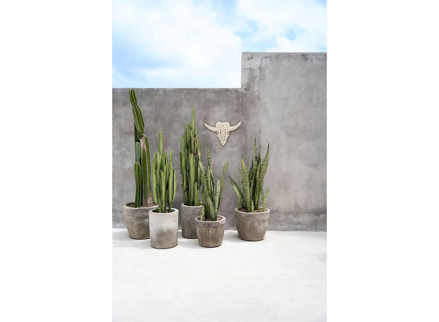 La Conchiglia del Toro - Bianco