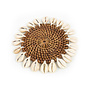 Der Colonial Shell Untersetzer - Natur Braun