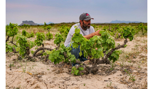 Eben Sadie Release 2026: nieuwe jaargangen uit Zuid-Afrika
